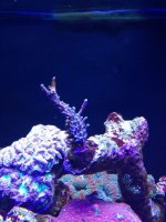 ImageUploadedByReefs1369067245.278185.jpg