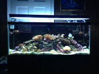 ImageUploadedByReefs1369068618.332216.jpg ImageUploadedByReefs1369068618.332216.jpg