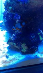 coral13.jpg