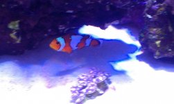 coral14.jpg