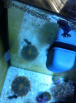 ImageUploadedByReefs1373138887.449446.jpg