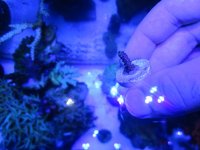 ImageUploadedByReefs1381128070.348713.jpg