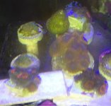 ImageUploadedByReefs1369091288.702170.jpg