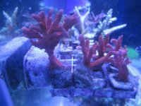 ImageUploadedByReefs1381128597.361738.jpg