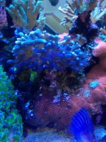 ImageUploadedByReefs1373210225.039871.jpg