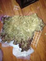 ImageUploadedByReefs1373228513.722560.jpg