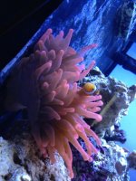 ImageUploadedByReefs1373232417.887152.jpg