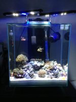 ImageUploadedByReefs1369167430.984361.jpg
