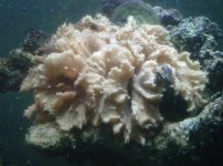 fishtank2.jpg