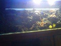 fishtank1.jpg