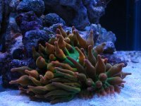 45g tank 1 021.jpg