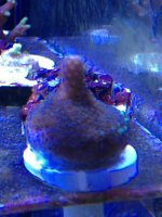 ImageUploadedByReefs1377287658.107502.jpg