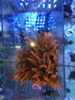 ImageUploadedByReefs1373312062.721465.jpg
