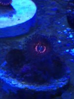 ImageUploadedByReefs1377287676.442739.jpg
