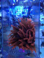 ImageUploadedByReefs1373312077.221434.jpg