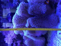 ImageUploadedByReefs2014-03-11 16:34:46 EDT.jpg