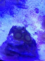 ImageUploadedByReefs1377287693.648035.jpg