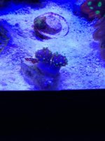ImageUploadedByReefs1377287704.608067.jpg