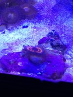 ImageUploadedByReefs1377287714.760840.jpg