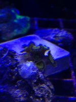 ImageUploadedByReefs1377287724.311229.jpg