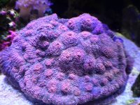ImageUploadedByReefs1373327806.376794.jpg