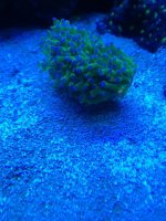 ImageUploadedByReefs1373331029.499511.jpg