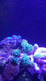 ImageUploadedByReefs1394589934.016911.jpg