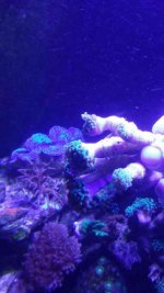 ImageUploadedByReefs1394596549.551760.jpg