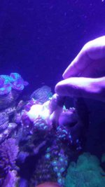ImageUploadedByReefs1394596587.310496.jpg