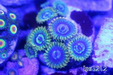 54155d1361756775-zs-n-pz-img_3545.jpeg