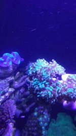 ImageUploadedByReefs1394596597.488058.jpg