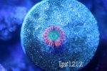 55581d1362435078-some-my-gems-img_3633.jpeg