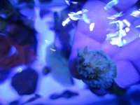 ImageUploadedByReefs1373335487.987496.jpg