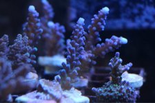 ImageUploadedByReefs1381253764.358198.jpg