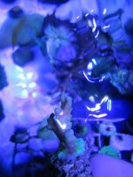 ImageUploadedByReefs1373335499.476512.jpg
