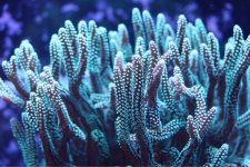 ImageUploadedByReefs1381253775.246315.jpg