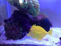 Yellow Tang.jpg