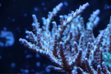 ImageUploadedByReefs1381253783.372462.jpg