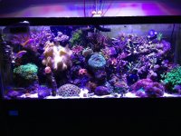 ImageUploadedByReefs1373372275.615773.jpg