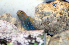 bluespot_jawfish.jpg