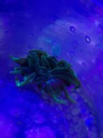 ImageUploadedByReefs1373399152.920566.jpg