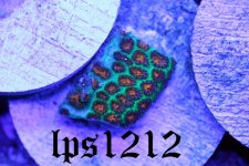 IMG_4920.JPG