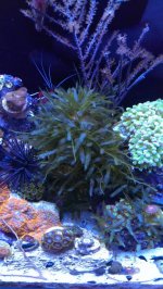 Algae.jpg