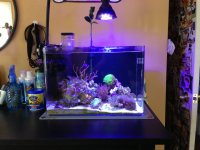 ImageUploadedByReefs1377382839.818285.jpg