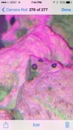 Rubble Rock Hitchhiker1.jpg