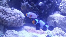 frostbite-black ice 1.jpg