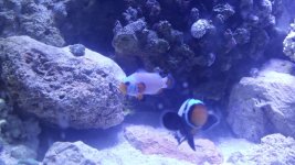 frostbite-black ice 2.jpg