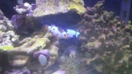 picasso-black ice 2.jpg