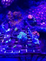 ImageUploadedByReefs1377389736.951173.jpg