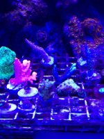 ImageUploadedByReefs1377389758.317823.jpg
